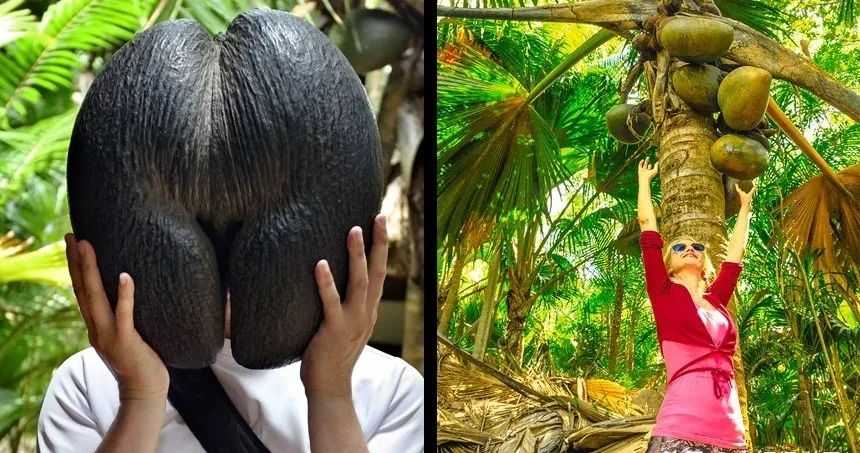 Maldives: Home to the World's Largest Seed