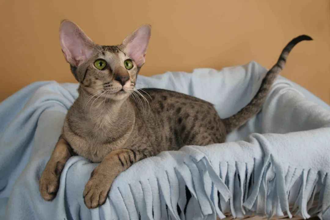 Oriental Shorthair: The Graceful Feline with a Colorful Legacy