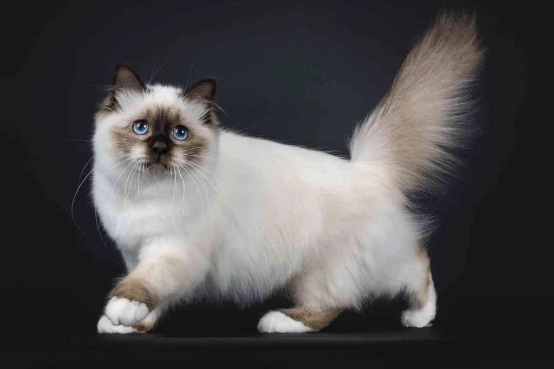 Majestic Birman Cats: A Timeless Breed with Royal Origins and Modern Appeal