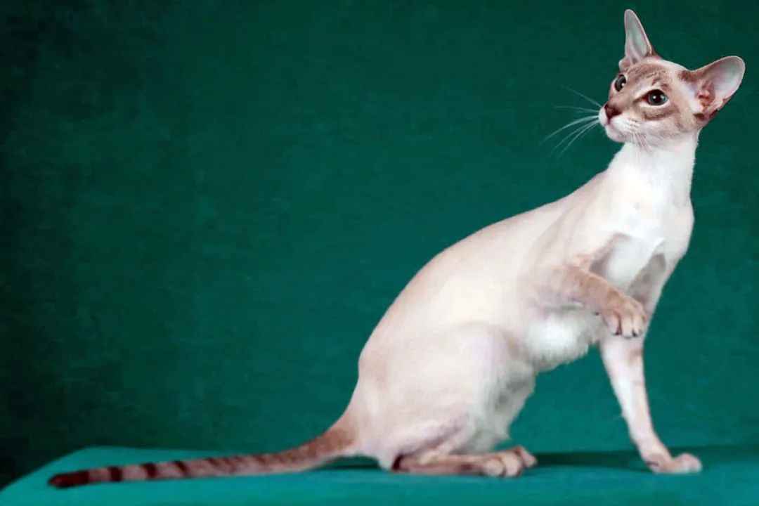 Headline: Colorpoint Shorthair: The Elegant Feline with a Rainbow of Personalities