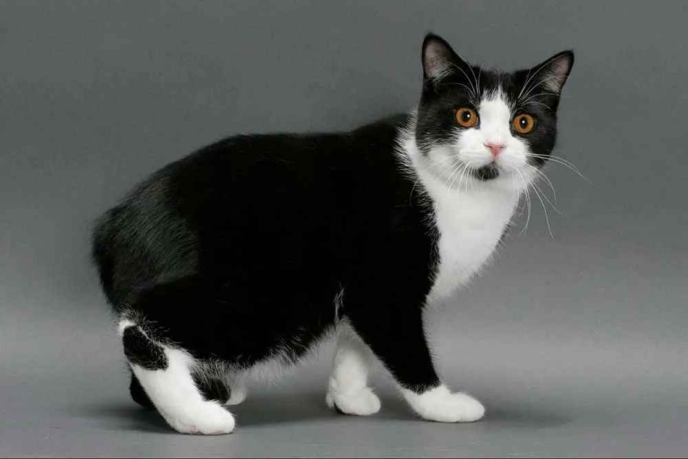 The Manx Cat: A Unique Tailless Cat Breed