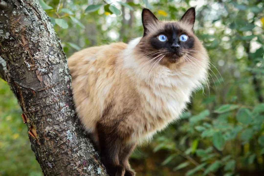 The Graceful Balinese Cat: Charming Long - Haired Fairy