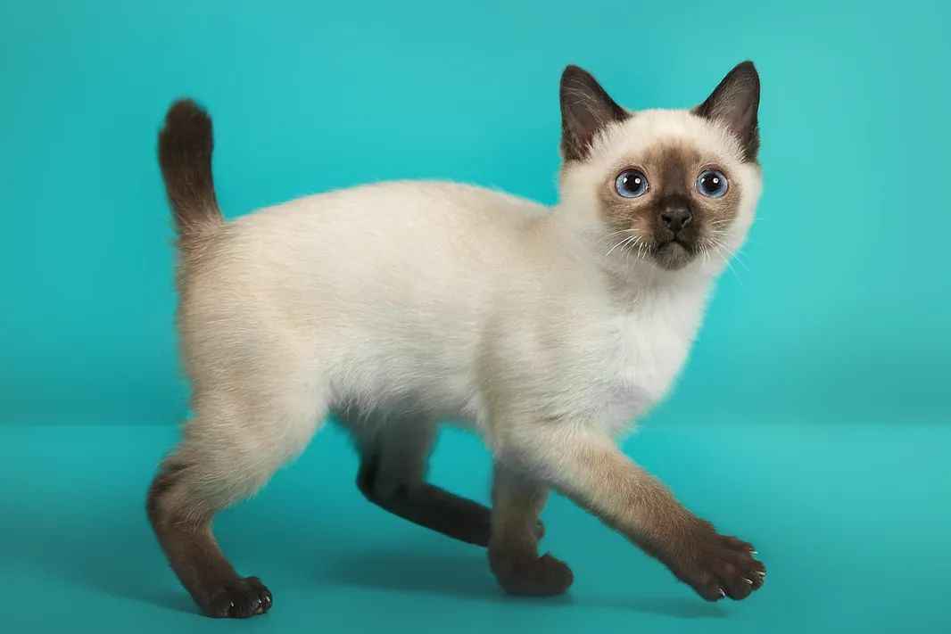 Toybob:Small Body, Big Heart