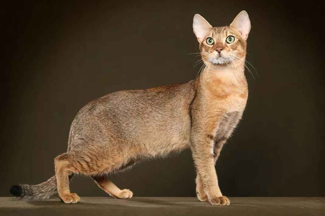 Exotic and Athletic: The Chausie Cat Breed Explored