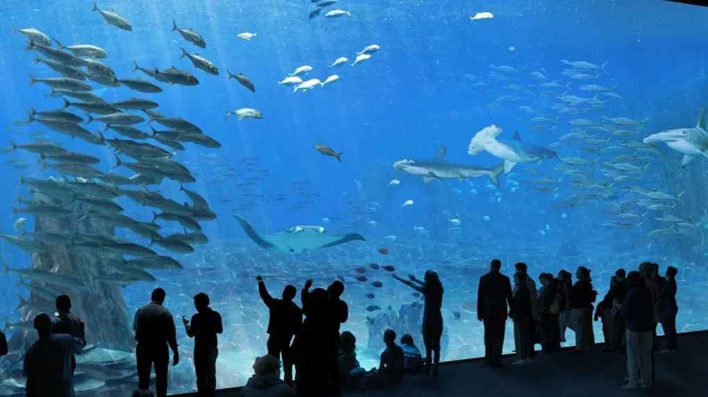 Nausicaä Aquarium: Europe's Largest Marine Wonderland in France