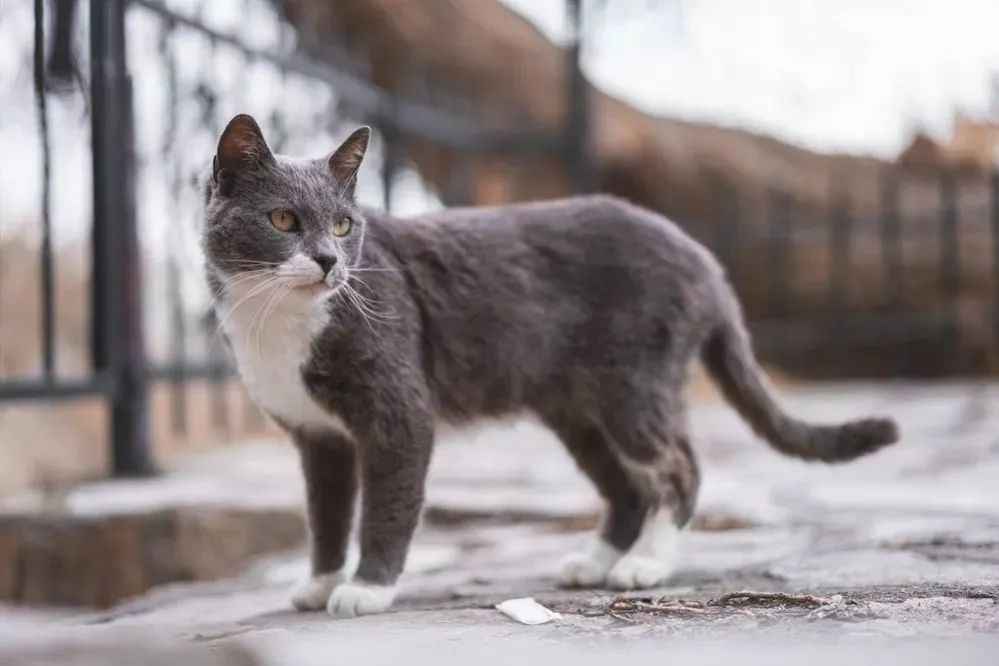 Brazilian Shorthair: A Beloved Feline Breed Rooted in Brazil's Rich History