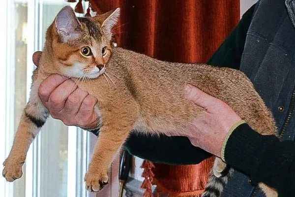Marguerite the Cat: A Stray Turned Neighborhood Healer